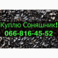Купую соняшник від виробника - фото № 1