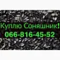 Купую соняшник від виробника - фото № 1