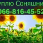 Закупівля соняшнику від виробника - фото № 1