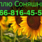 Купівля соняшника у великих обсягах! - фото № 1