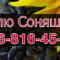 Купуємо соняшник! Високі ціни та швидкий розрахунок - фото № 1