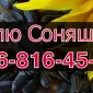 Купуємо соняшник! Високі ціни та швидкий розрахунок - фото № 1