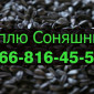 Закупаем подсолнечник на постоянной основе - фото № 1