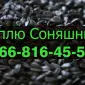 Закуповуємо соняшник на постійній основі - фото № 1