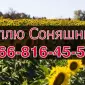 Купуємо соняшник на вигідних умовах - фото № 1