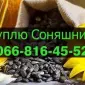 Закупівля соняшника за найвищими цінами - фото № 1