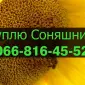 Закупівля соняшнику оптом з оплатою на вагах - фото № 1
