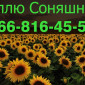 Закупівля соняшника за найвищими цінами - фото № 1