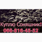 Закупівля соняшнику у необмежених обсягах! Щодня - фото № 1