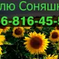Закупівля соняшнику з оплатою на вагах - фото № 1