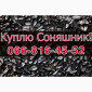 Купим подсолнечник оптом без выходных в Полтаве - фото № 1