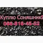 Купуємо соняшник оптом без вихідних у Полтаві - фото № 1