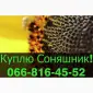 Перерабатывающее предприятие закупает подсолнечник - фото № 1