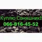 Куплю подсолнечник по выгодной цене! - фото № 1