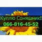Закупівля соняшнику за привабливими цінами - фото № 1