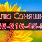 Закупівля соняшника від виробника - фото № 1