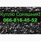Закупівля соняшнику від фермерських господарств та населення - фото № 1