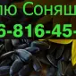 Закупівля соняшника у будь-яких обсягах - фото № 1