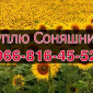 Куплю подсолнечник на постоянной основе - фото № 1