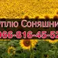 Купую соняшник на постійній основі - фото № 1