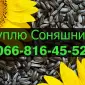 Закупівля соняшнику в будь-яких обсягах на постійній основі - фото № 1