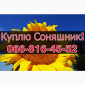 Покупаем подсолнечник ежедневно без выходных - фото № 1