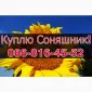 Закупівля соняшнику щоденно без вихідних - фото № 1