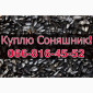 Закупівля СОНЯШНИКА у великих обсягах без вихідних! - фото № 1