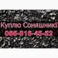 Закупівля СОНЯШНИКА у великих обсягах без вихідних! - фото № 1