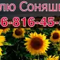 Предприятие переработчик приглашает к сотрудничеству производителей подсолнечника - фото № 1
