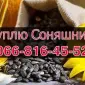 Закупівля соняшнику від фермерів та приватних виробників - фото № 1