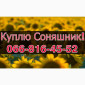 Закупка подсолнечника! Высокие цены и оплата на весах - фото № 1