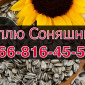Куплю подсолнечник на постоянной основе! - фото № 1