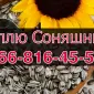 Купую соняшник на постійній основі! - фото № 1