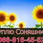 Куплю подсолнечник! Конкурентные цены - фото № 1
