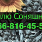 Закупаем подсолнечник в любых объемах - фото № 1