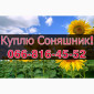 Закупаем подсолнечник! Высокие цены! Оплата на весах! - фото № 1