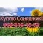Купуємо соняшник! Високі ціни! Оплата на вагах! - фото № 1