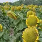 Семена соняшника гібрида Бенето - фото № 1