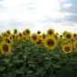 Гибрид подсолнечника СОНЯЧНИЙ НАСТРІЙ - фото № 1