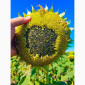 Насіння соняшника гібрид Флеш від виробника - фото № 4