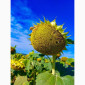 Насіння соняшника гібрид Флеш від виробника - фото № 5