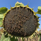 Насіння соняшника під євролайтнинг в продаже - фото № 1