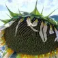 Семена подсолнечника Евро для продажи - фото № 1
