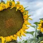 Гибрид подсолнечника Танос | Семена, устойчивые к заболеванию (7 рас) - фото № 1