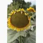 Насіння гібрида соняшнику КОББІ для продажа - фото № 2