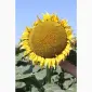 Насіння гібрида соняшнику КОББІ для продажа - фото № 4