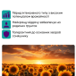 Насіння соняшника гібрид НС Х 7902 під гранстар - фото № 2
