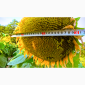 Насіння соняшника Ново-Альє | Євро-Лайтінг - фото № 1