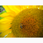 Насіння соняшника Савой – Гранстаростійкий гібрид - фото № 1